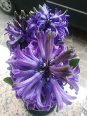 Hyacinthus