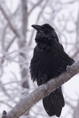 Corvus corax
