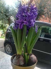 Hyacinthus