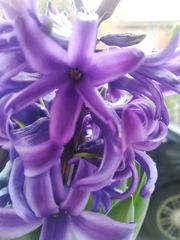 Hyacinthus