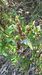 Carlowrightia parviflora
