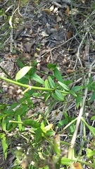 Carlowrightia parviflora