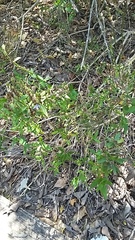 Carlowrightia parviflora