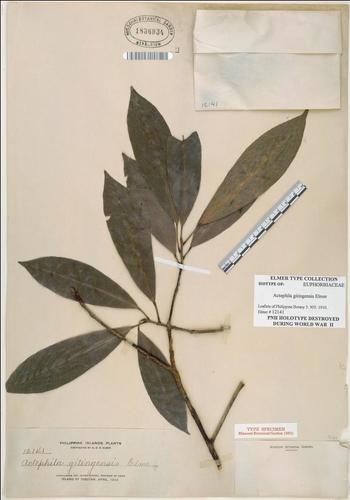 Actephila excelsa