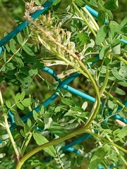 Astragalus canadensis