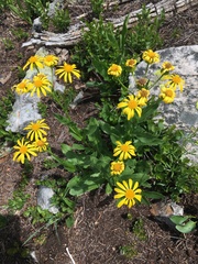 Senecio crassulus