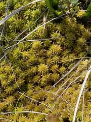 Sphagnum pulchrum
