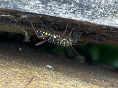Cotyclytus curvatus