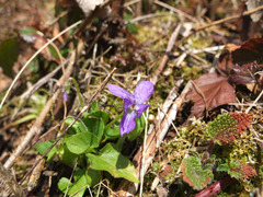Viola reichenbachiana