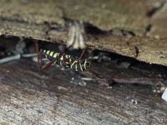 Cotyclytus curvatus