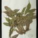 Aporosa frutescens - Photo (c) Smithsonian Institution, National Museum of Natural History, Department of Botany, some rights reserved (CC BY-NC-SA)