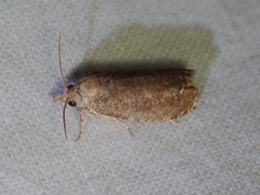 Eucosma sombreana