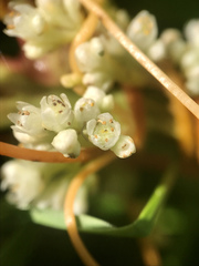 Cuscuta cephalanthi