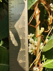 Cuscuta cephalanthi