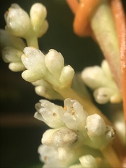 Cuscuta cephalanthi