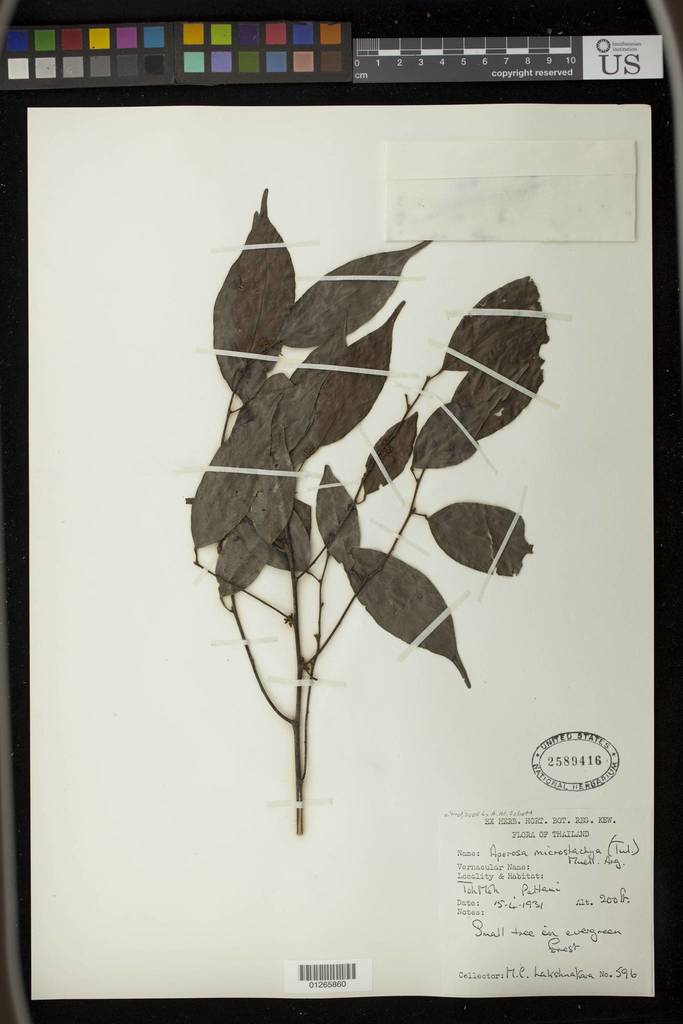 Aporosa microstachya (Aporosa microstachya)
