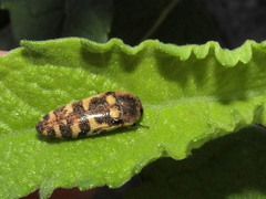 Acmaeodera alicia