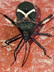 Leptoscelis conspicuus