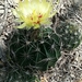 Miniature Barrel Cactus - Photo (c) Jaxon Rickel, some rights reserved (CC BY), uploaded by Jaxon Rickel