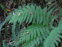 Leptopteris hymenophylloides