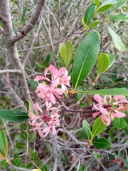 Razafimandimbisonia minor