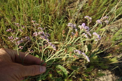 Limonium tomentellum