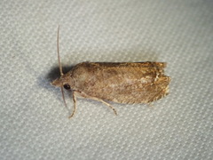 Eucosma sombreana