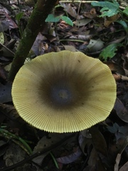 Amanita similis
