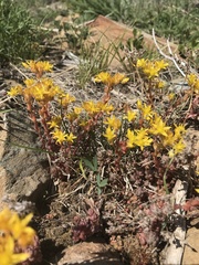 Sedum rupicola