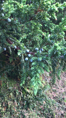 Juniperus brevifolia