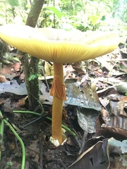 Amanita similis