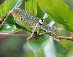 Ephippiger discoidalis