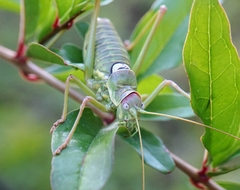 Ephippiger discoidalis