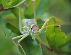 Ephippiger discoidalis