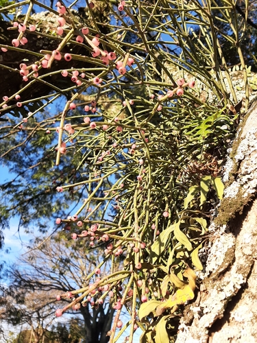 Image of Rhipsalis teres by (c) Elizabeth Ging, some rights reserved (CC BY)