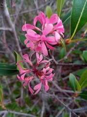 Razafimandimbisonia minor