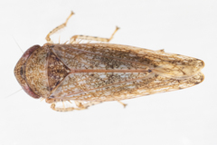 Paraphlepsius irroratus