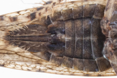 Paraphlepsius irroratus