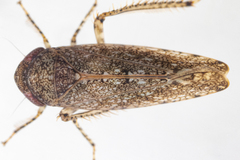 Paraphlepsius irroratus