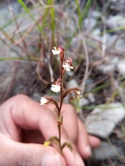 Cynorkis sacculata