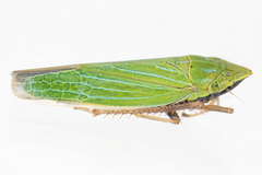 Draeculacephala robinsoni