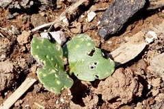 Phyllotreta cruciferae