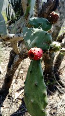 Opuntia dejecta