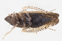 Scaphytopius magdalensis