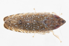 Scaphytopius magdalensis