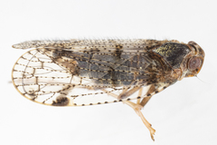 Cixius nervosus