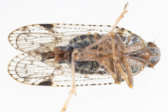 Cixius nervosus