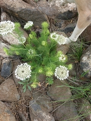 Artedia squamata