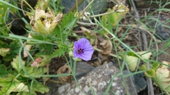 Erodium gruinum