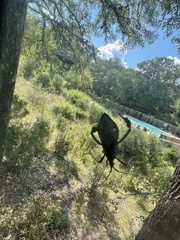 Acanthocephala thomasi